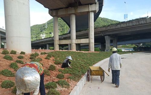 三,现场施工情况 1,绿化标基地道路路侧绿化带种植大叶油草