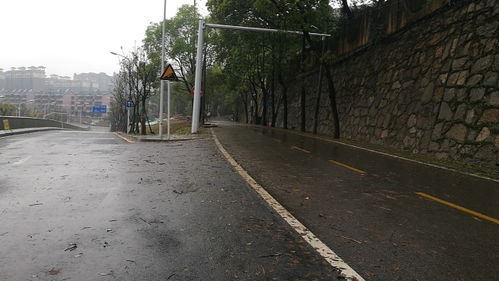 路树倒伏成 拦路虎 冒雨清除保畅通