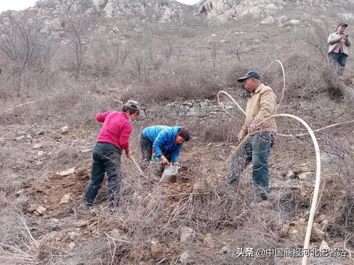 沿山栽杏树 沿路搞清洁 邢台信都区前马厂村扮靓步游路