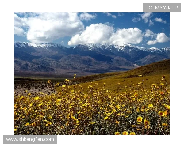 死亡谷第一季:在绝境中绽放的生命之花